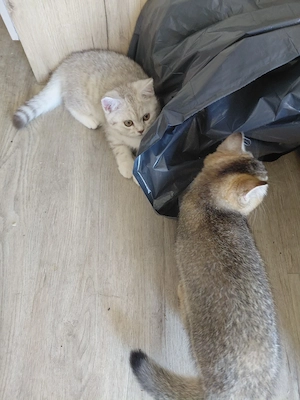britisch kurzhaar katze suchen dringend neues zuhause 