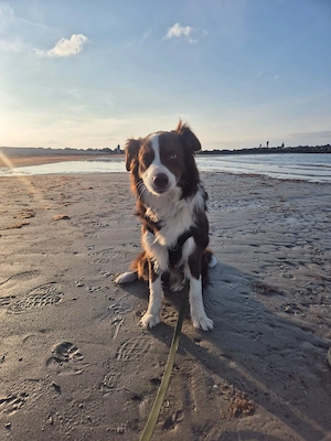 Reinrassiger Bordercollie Deckrüde Teddy