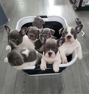   Zuckersüße Französische Bulldoggen Welpen mit Ahnentafel Bild 10