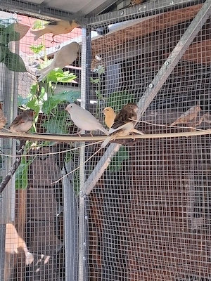 Kanarienvogel 