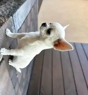 chihuahua welpe