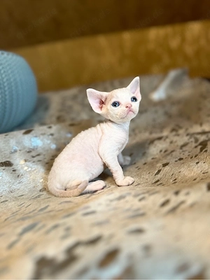Devon Rex Kitten Katze geimft gechippt Stammbaum 