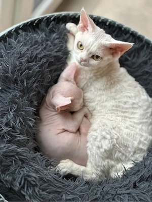 Devon Rex Kitten Katze geimft gechippt Stammbaum  Bild 4