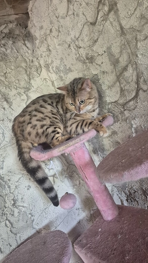 Bengal Kater