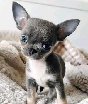 chihuahua welpe