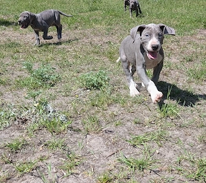 Deutsche Doggen Welpen in blau 