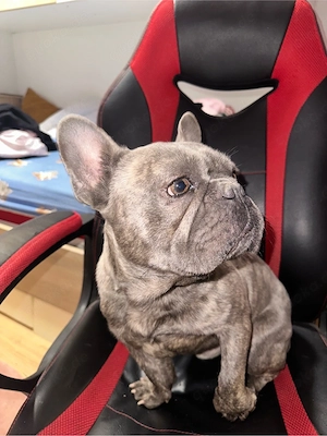 Französische Bulldogge 