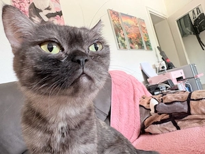 bkh mischlings katze kastriert sucht neues zuhause