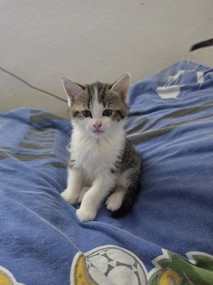 baby Kätzchen 