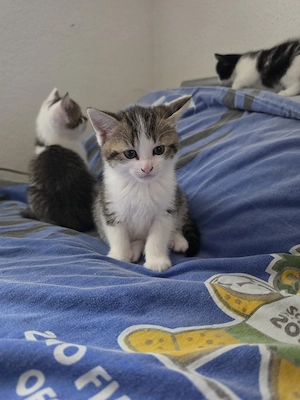 2 baby Kätzchen 