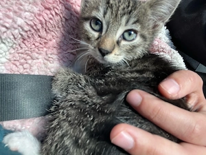 kitten mischling 