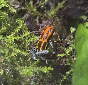 Ranitomeya amazonica "Arena Blanca" Bild 3