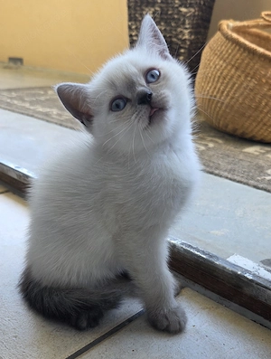 Kitten BKH
