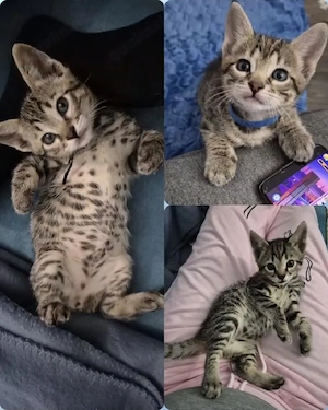 Wunderschöne Bengal-Siam Mix