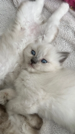 Heilige Birmas Kitten