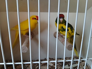 Ziegensittich Hähne 2026