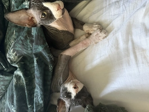 Zwei Sphynx Brüder suchen ein Zuhause