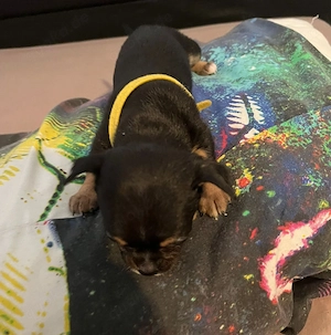 4x Mini Chihuahua 