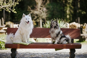 Großspitz   Wolfspitz Welpen 