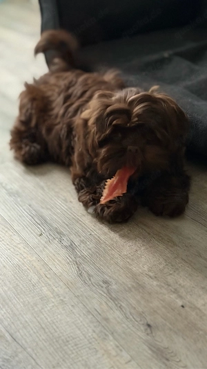 Shih tzu weibchen 5 Monate alt