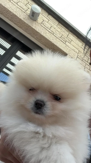 Zwei 4 Monate alte Pomeranian abzugeben