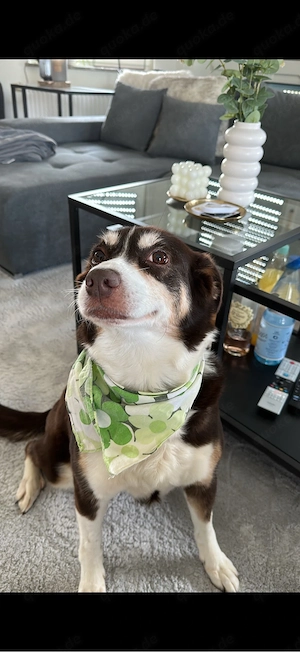 Luna (14,w) sucht ein neues Zuhause Bild 2