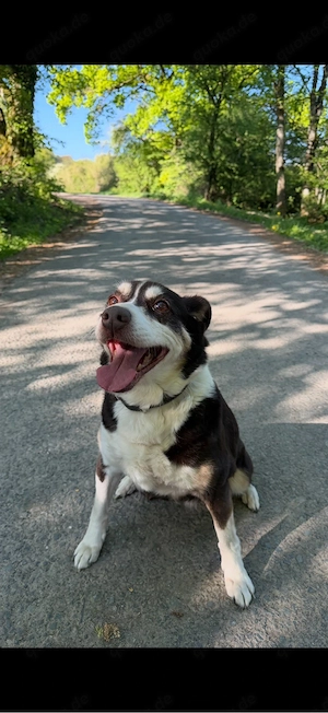 Luna (14,w) sucht ein neues Zuhause Bild 3