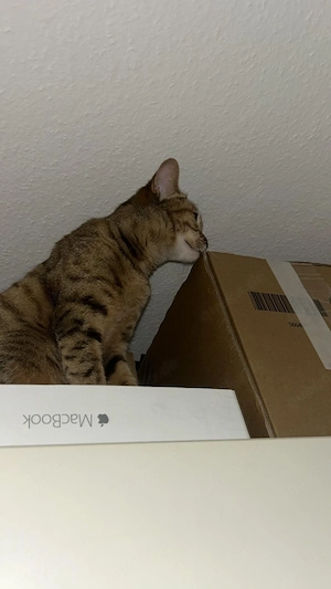 bengal mix katze verkaufen 
