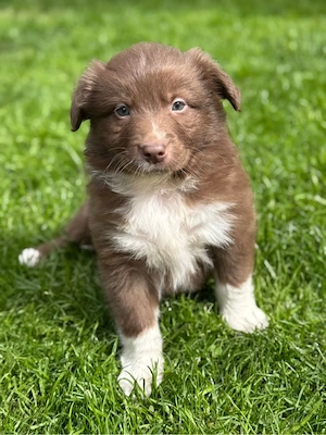 Mini Aussie, Australian, Australien Shepherd