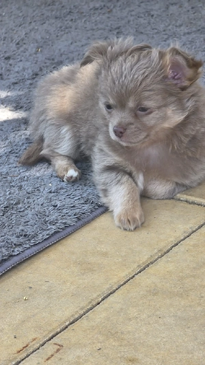 2 chihuahua welpen Langhaar 