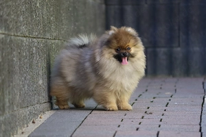 Süßer Pomeranian (Deutscher Zwergspitz) Welpe zu verkaufen