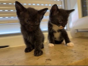 Kleine süße Katzenbabys suchen ein Zuhause 