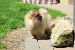 Süßer Pomeranian (Deutscher Zwergspitz) Welpe zu verkaufen