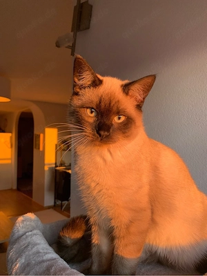 Coco & Momo   Katzenbrüder   Wohnungstieger 
