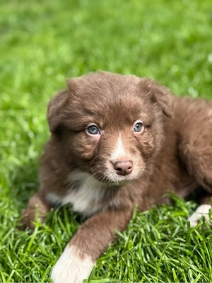 Mini Aussie, Australian, Australien Shepherd