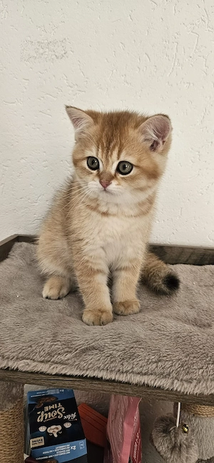 bkh Kitten golden tabby