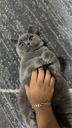 britisch kurzhaar kater 