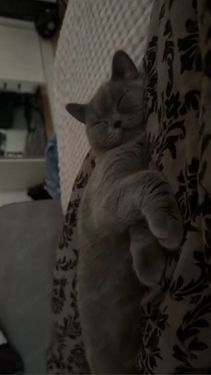 britisch kurzhaar kater 