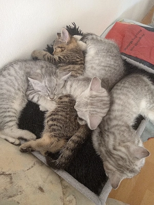    Wunderschöne BKH Mix Kitten suchen liebevolles Zuhause   