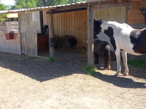 Stellplätze für Pferde, Ponys & Esel in Worms Bild 5