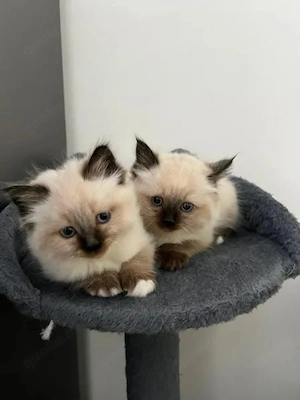 Heilige Birma Kitten suchen liebevolles Zuhause