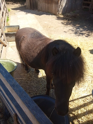 Stellplätze für Pferde, Ponys & Esel in Worms Bild 6