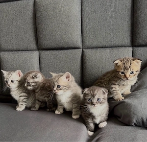 BKH Tabby Kitten 