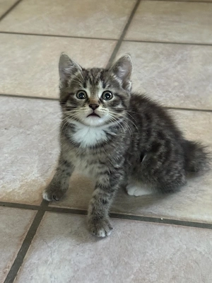 Katzenbaby, 1 Kitten sucht Ihren Menschen 