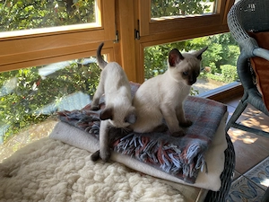 Siamkitten ab Mitte Juni abzugeben