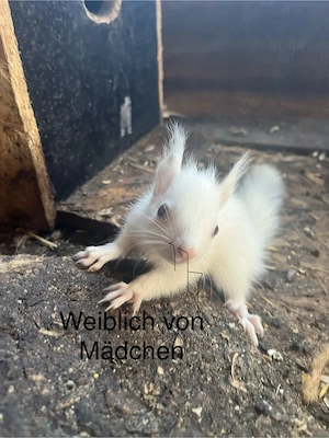 eichhörnchen zu verkaufen