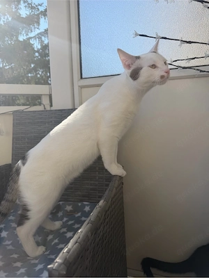 Hauskatze 