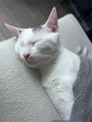Hauskatze 