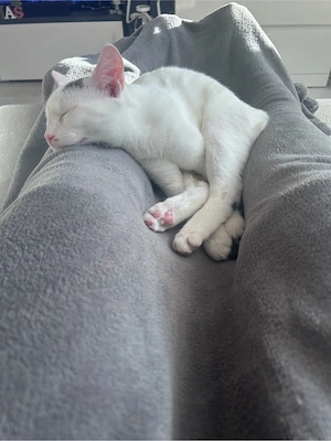 hauskatze 