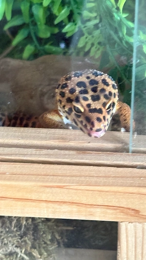 leoparden Gecko